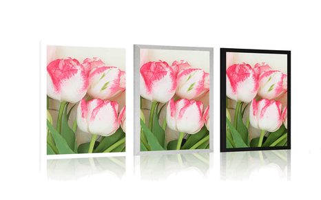 PLAKÁT JARNÍ TULIPÁNY - KVĚTINY - PLAKÁTY