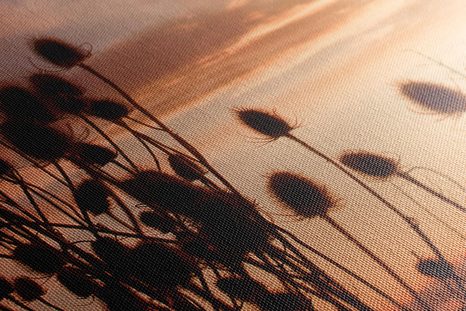 OBRAZ STÉBLA TRÁVY NA POLI - OBRAZY PŘÍRODY A KRAJINY - OBRAZY