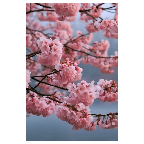 CANVASTAVLA SKIRA GRENAR MED ROSA BLOMMOR - BLOMTAVLOR - TAVLOR