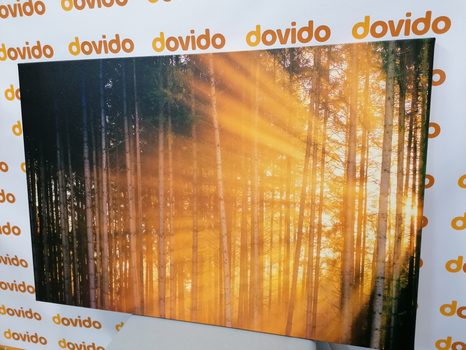 TABLOU SOARELE ÎN SPATELE COPACILOR - TABLOU NATURĂ ȘI PEISAJE NATURALE - TABLOURI