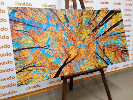 OBRAZ PODZIMNÍ KORUNY STROMŮ - OBRAZY PŘÍRODY A KRAJINY - OBRAZY