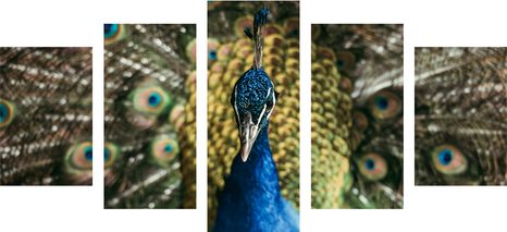 5 RÉSZES KÉP PÁVA SZÉPSÉGE - ÁLLATMINTÁS KÉPEK - KÉPEK