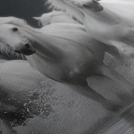 OBRAZ BÍLÍ KONĚ V POHYBU - OBRAZY KONĚ - OBRAZY