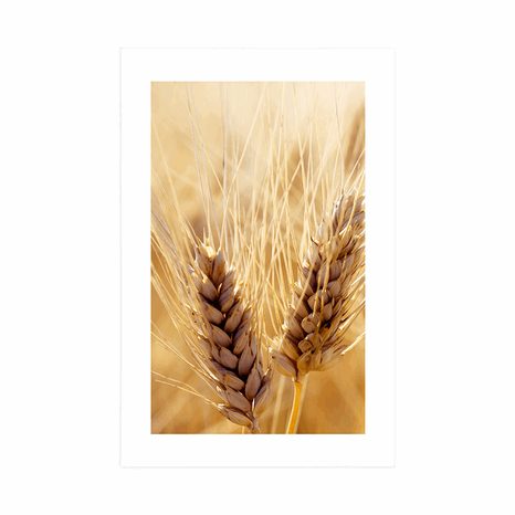 POSTER MIT PASSEPARTOUT WEIZENFELD - NATUR - POSTER