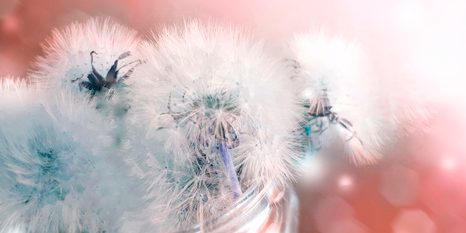 КАРТИНА НА ПЛАТНО – ГЛУХАРЧЕ С АБСТРАКТНИ ЕЛЕМЕНТИ - КАРТИНИ С ЦВЕТЯ - КАРТИНИ