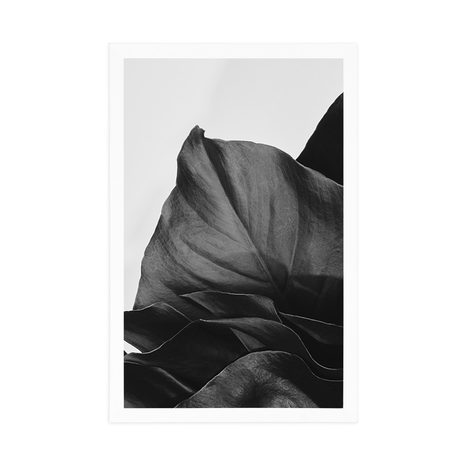 PLAKÁT OKOUZLUJÍCÍ DOPIS MONSTERY V ČERNOBÍLÉM PROVEDENÍ - KVĚTINY - PLAKÁTY