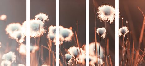 5-DÍLNÝ OBRAZ BAVLNĚNÁ TRÁVA - OBRAZY PŘÍRODY A KRAJINY - OBRAZY