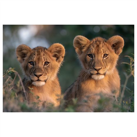 WANDBILD LÖWENJUNGE IN DER WILDNIS - BILDER VON LÖWEN UND TIGERN - BILDER