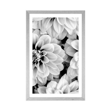 POSTER – FIORI DI DALIE IN BIANCO E NERO - FIORI - POSTER