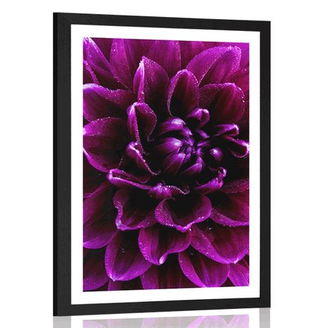 POSTER MIT PASSEPARTOUT PURPURROTE-LILA BLUME - BLUMEN - POSTER