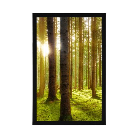 POSTER SONNIGER MORGEN IM WALD - NATUR - POSTER