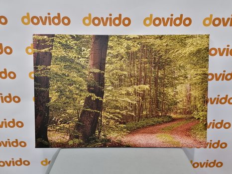 ΕΙΚΌΝΑ ΠΡΆΣΙΝΟ ΔΆΣΟΣ - ΠΊΝΑΚΕΣ ΦΎΣΗΣ ΚΑΙ ΤΟΠΊΟΥ - ΠΊΝΑΚΕΣ