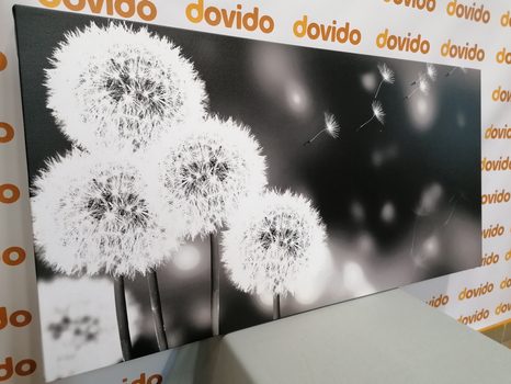 OBRAZ NADÝCHANÁ PAMPELIŠKA V ČERNOBÍLÉM PROVEDENÍ - ČERNOBÍLÉ OBRAZY - OBRAZY