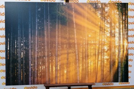 TABLOU SOARELE ÎN SPATELE COPACILOR - TABLOU NATURĂ ȘI PEISAJE NATURALE - TABLOURI