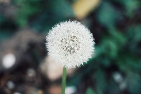 FOTATAPETA NADÝCHANÝ KLOBOUČEK PAMPELIŠKY - TAPETY KVĚTINY - TAPETY