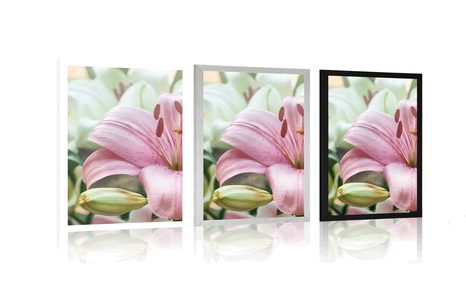 PLAKÁT RŮŽOVÁ LILIE V ROZKVĚTU - KVĚTINY - PLAKÁTY