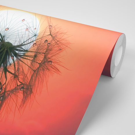 CARTA DA PARATI – DENTE DI LEONE AL TRAMONTO - CARTA DA PARATI CON FIORI - CARTA DA PARATI