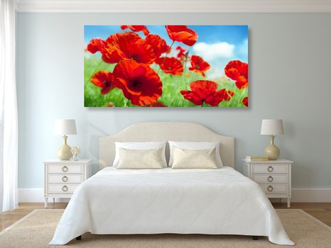 SLIKA MAK NA TRAVNIKU - SLIKE ROŽ - SLIKE