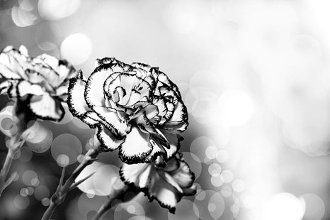 TAPETA KARAFIÁT V ČERNOBÍLÉM PROVEDENÍ - ČERNOBÍLÉ TAPETY - TAPETY