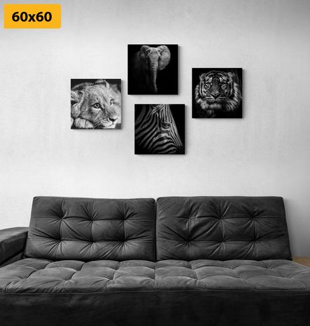 ΣΕΤ ΕΙΚΌΝΩΝ ΜΕ ΆΓΡΙΑ ​ΖΏΑ ΣΕ ΑΣΠΡΌΜΑΥΡΟ ΣΧΈΔΙΟ - ΣΎΝΟΛΟ ΠΊΝΑΚΕΣ - ΠΊΝΑΚΕΣ