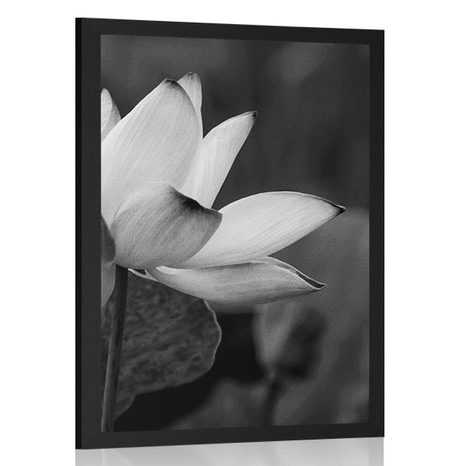 POSTER FLOARE DELICATĂ DE LOTUS ÎN DESIGN ALB-NEGRU - ALB-NEGRU - POSTERE