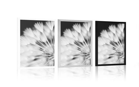 PLAKÁT PAMPELIŠKA V ČERNOBÍLÉM PROVEDENÍ - ČERNOBÍLÉ - PLAKÁTY