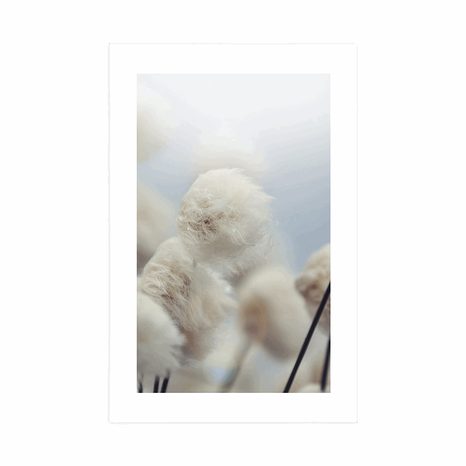 PLAKAT S PASPARTUOM ARKTIČKI CVJETOVI PAMUKA - CVIJEĆE - PLAKATI