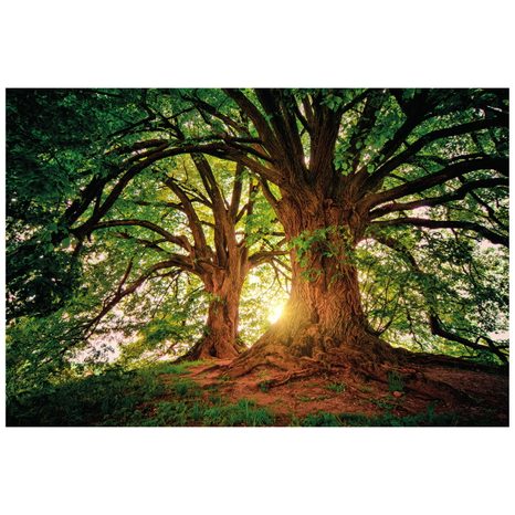 FOTOTAPETE MAJESTÄTISCHE BÄUME - TAPETEN MIT NATURMOTIVEN - TAPETEN