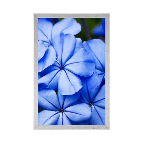 POSTER WILDE BLAUE BLUMEN - BLUMEN - POSTER