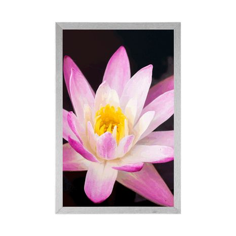 POSTER BEAUTIFUL WATER LILY - FLOWERS - POSTERS