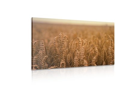 OBRAZ POLE ZBOŻOWE - OBRAZY PRZYRODY I KRAJOBRAZY - OBRAZY