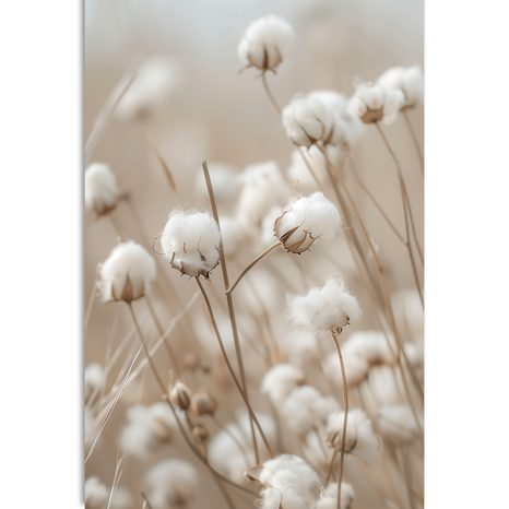 KÉP SZÁRAZ VIRÁGOK - KÉPEK FÜVEK - KÉPEK