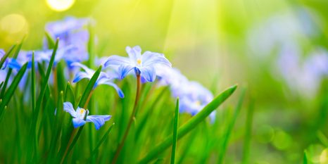 OBRAZ KWIATY NA ŁĄCE WIOSNĄ - OBRAZY KWIATÓW - OBRAZY