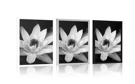 POSTER – NINFEA IN BIANCO E NERO - NERO E BIANCO - POSTER