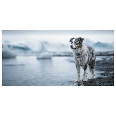 OBRAZ ZASNĚŽENÁ KRAJINA SE PSEM - OBRAZY PSI - OBRAZY