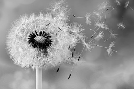 WANDBILD BEZAUBERNDER LÖWENZAHN IN SCHWARZ-WEISS - SCHWARZ-WEISSE BILDER - BILDER