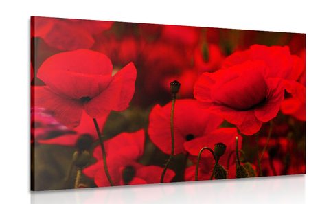 CANVAS PRINT FIELD OF WILD POPPIES - PICTURES FLOWERS - PICTURES