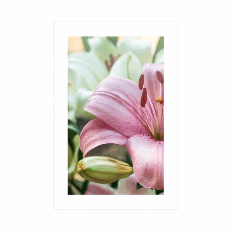 POSTER WITH MOUNT PINK LILY IN BLOOM - FLOWERS - POSTERS