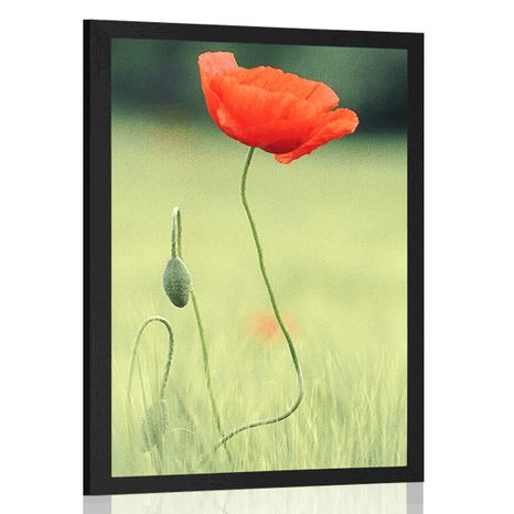 POSTER LONELY POPPY - FLOWERS - POSTERS