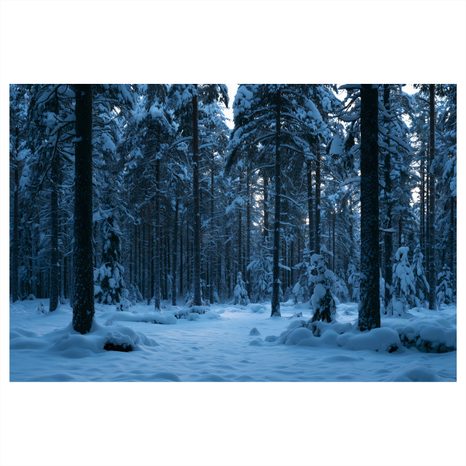 CANVASTAVLA VINTERTYSTNAD I SKOGEN - JUL- OCH VINTERTAVLOR - TAVLOR