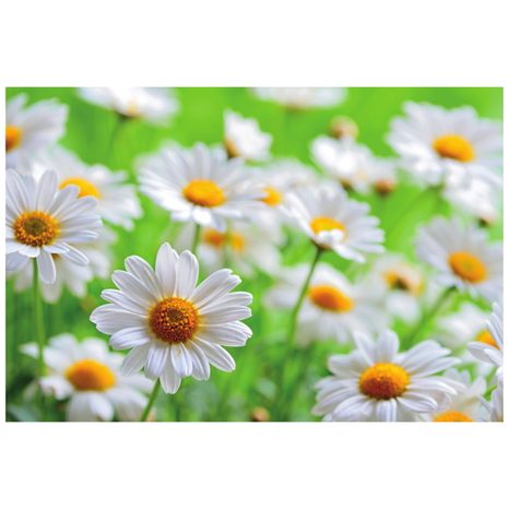 SELBSTKLEBENDE FOTOTAPETE FRÜHLINGSWIESE VOLL VON BLUMEN - SELBSTKLEBENDE TAPETEN - TAPETEN