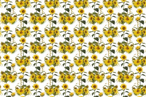 CARTA DA PARATI – GIRASOLI SU SFONDO BIANCO - CARTA DA PARATI CON FIORI - CARTA DA PARATI