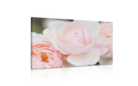 OBRAZ PLNÝ RŮŽÍ - OBRAZY KVĚTŮ - OBRAZY