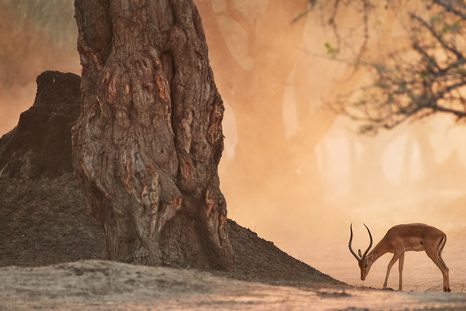 OBRAZ AFRICKÁ ANTILOPA - OBRAZY ZVIERAT - OBRAZY