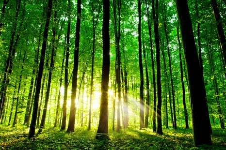 FOTOTAPETA SVĚŽEST LESA - TAPETY - TOTÁLNÍ VÝPRODEJ 🔥