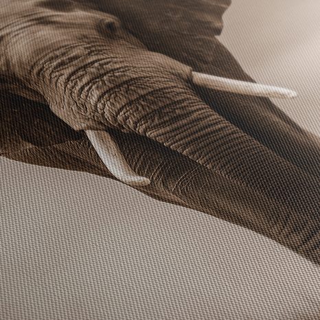 OBRAZ AFRICKÝ SLON V MLZE - OBRAZY SLONI - OBRAZY