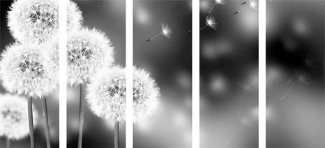 5-DÍLNÝ OBRAZ NADÝCHANÁ PAMPELIŠKA V ČERNOBÍLÉM PROVEDENÍ - ČERNOBÍLÉ OBRAZY - OBRAZY