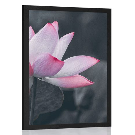 POSTER DELICATE LOTUS FLOWER - FLOWERS - POSTERS
