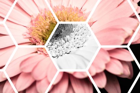 CARTA DA PARATI – GERBERA NELL'ESAGONO - CARTA DA PARATI ASTRATTI - CARTA DA PARATI