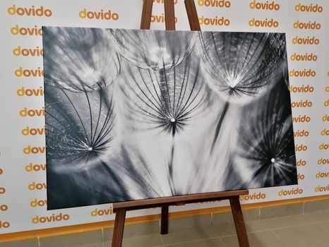 КАРТИНА НА ПЛАТНО – ГЛУХАРЧЕ В ЧЕРНО И БЯЛО - ЧЕРНО-БЕЛИ КАРТИНИ - КАРТИНИ